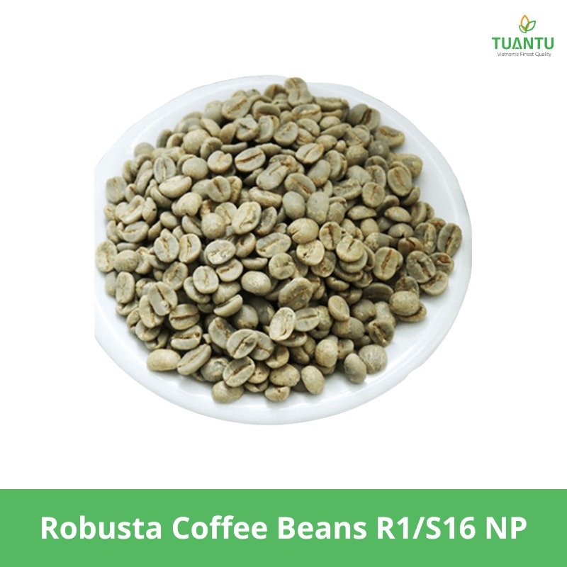 Robusta Coffee Beans R1s16 Np