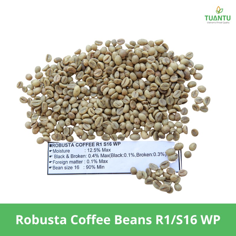 Robusta Coffee Beans R1/S16 WP