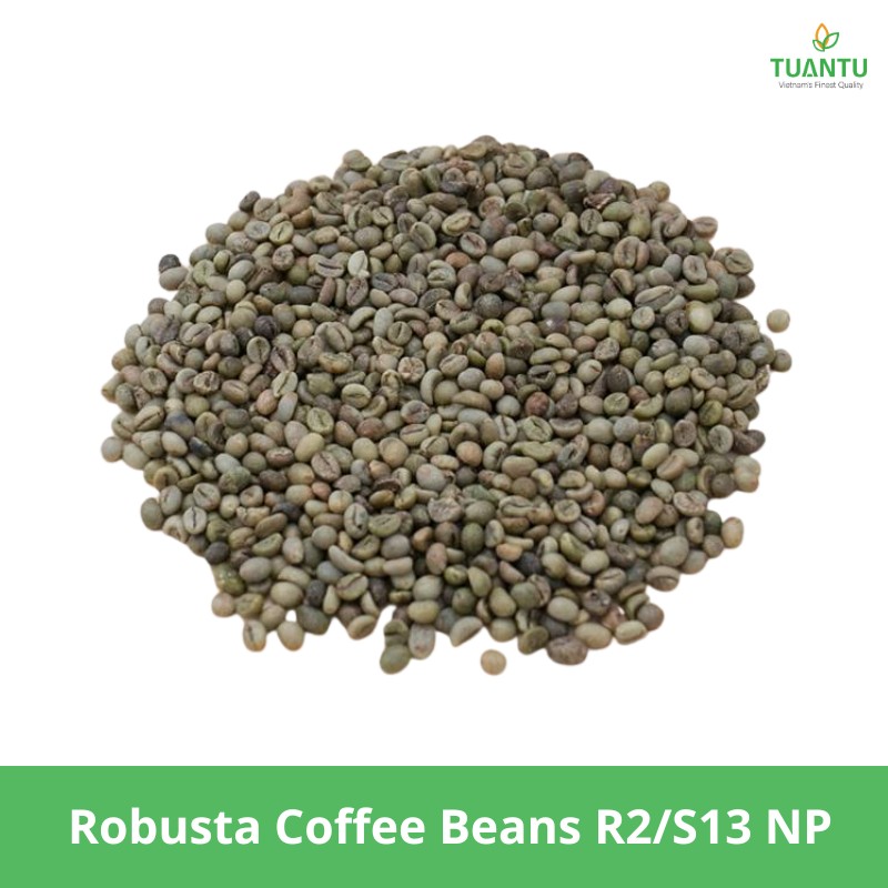 Robusta Coffee Beans R2/S13 NP